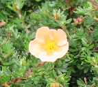 Potentilla fruticosa Day Dawn. Click picture to enlarge.