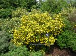 Potentilla fruticosa Katherine Dykes. Click picture to enlarge.