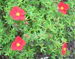 Potentilla fruticosa Marion Red Robin. Click picture to enlarge.