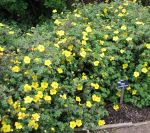Potentilla fruticosa Medicine Wheel Mountain. Click picture to enlarge.