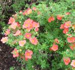 Potentilla fruticosa Orangeade