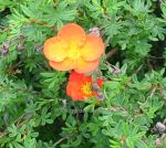 Potentilla fruticosa Sunset. Click picture to enlarge.