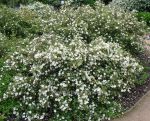 Potentilla fruticosa Wychbold White. Click to enlarge
