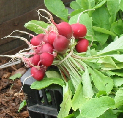 Picture of radish 'Saxa'