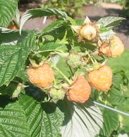 Fallgold autumn fruiting orange raspberry. Click picture to enlarge. Copyright David Marks.