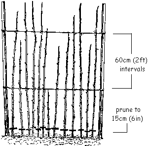 picture of raspberry pruning points