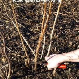 Pruning Raspberries