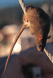 Rat trap control plus the rat zapper.