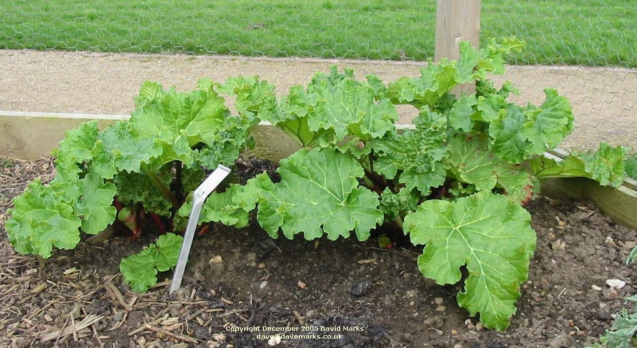 rhubarb  harvesting