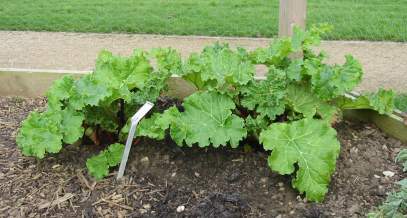 Young rhubarb plant. Click to enlarge. Copyright David Marks.