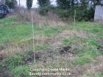 Marking a rhubarb plant