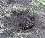 Planting a divided rhubarb crown