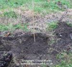 Planting a rhubarb crown