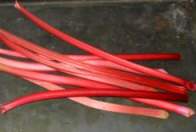 Rhubarb forced. Copyright David Marks.