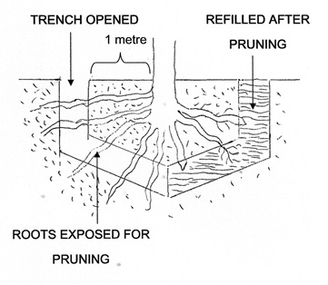 Root pruning fruit trees