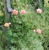 Picture of Alchymist rose bush