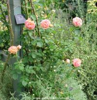 Picture of Alchymist rose bush