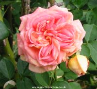 Flower picture of climbing rose Alchymist