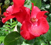 Climbing  rose Altissimo, click picture to enlarge