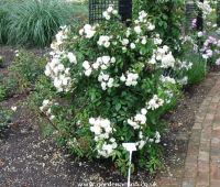 Picture of rose bush Bennett's Seedling