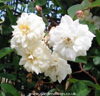 Picture of bennett's Seedling flower