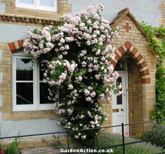  some climbing and rambling roses. A climbing rose that is happy growing 