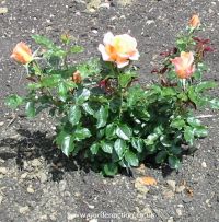 Rose bush Atlantic Star