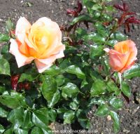 Atlantic Star rose picture