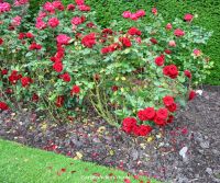 Floribunda rose 'Intrigue', click picture to enlarge