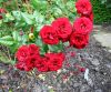 Intrigue floribunda rose pictures