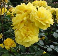 Floribunda rose 'Korresia', click picture to enlarge