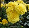 Korresia floribunda rose picture