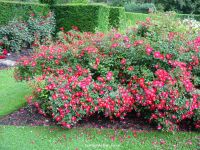 Ground cover rose Hampshire