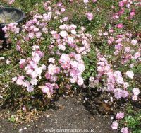 Magic Carpet rose bush picture