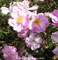 Magic Carpet a superb ground cover rose