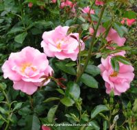Rose "Rosa Oxfordshire"