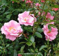 Rose "Rosa Oxfordshire"