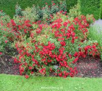 Picture of ground cover rose Suffolk