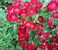 Suffolk ground cover rose, click to enlarge