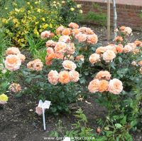 Rick Stein Hybrid Tea rose , picture of the rose bush