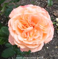 Hybrid Tea Rose Rick Stein