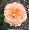 Hybrid Rea Rose Rick Stein