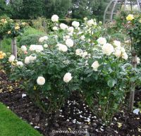 Tynwald rose bush