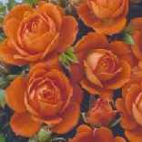 Miniature Rose variety Top Marks