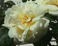 Picture of Old White Rose Agnes