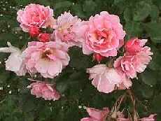 Picture of Old Garden Rose Felicia