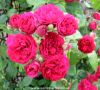 Thumbnail of rambling rose Chevy Chase 