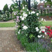 Picture of rose bush City of York