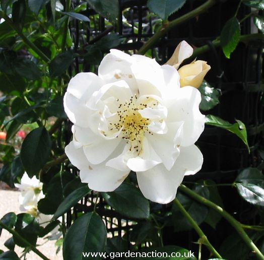 Rambling rose City of York, originally name "Direktor Benschop".