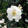 Thumbnail of City of York rambling rose